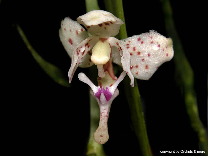 Macropodanthus_alatus