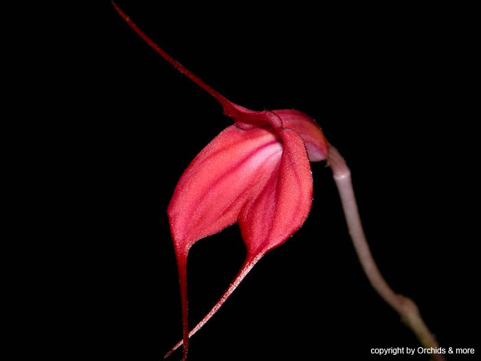 Masdevallia_barleana