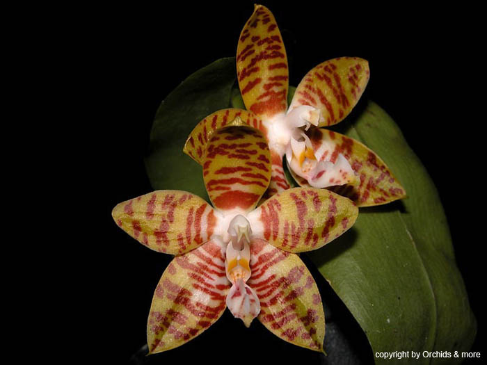 Phalaenopsis_amboinensis