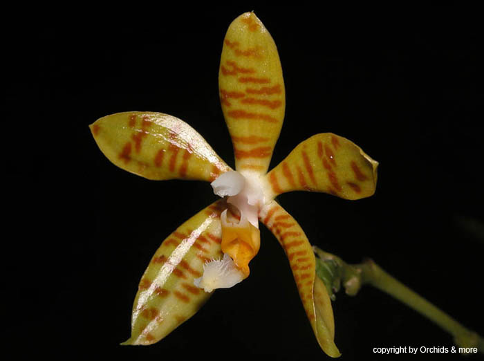 Phalaenopsis_fasciata