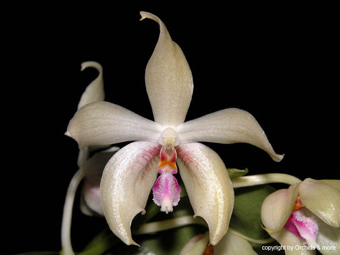 Phalaenopsis_fimbriata