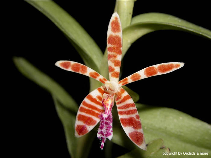 Trichoglottis_smithii
