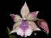 Acacallis_cyanae x Zygocolax_Baerbel_Hoehn