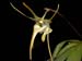 Aeranthes_grandiflora
