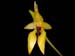 Bulbophyllum_carunculatum
