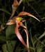 Bulbophyllum_sulawesii