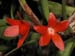 Ceratostylis_rubra