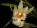 Chondroscaphe_amabilis