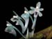 Cleisocentron_merrillianum