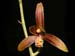 Cymbidium_ensifolium