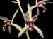 Cymbidium_lancifolium