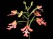 Cynorkis_gibbosa