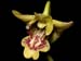 Dendrobium_closterium