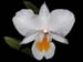 Dendrobium_formosum
