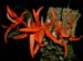 Dendrobium_lamyaiae