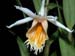 Dendrobium_longicornu