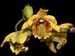 Dendrobium_ramosum