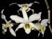 Dendrobium_rhombeum