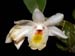 Dendrobium_speckmaieri