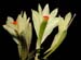Dendrobium_theionanthum