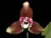 Lycaste_macrophylla