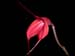 Masdevallia_barleana