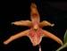Maxillaria_pulla