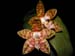 Phalaenopsis_amboinensis