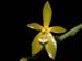 Phalaenopsis_cornu-cervi_alba
