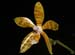 Phalaenopsis_fasciata