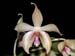 Phalaenopsis_fimbriata