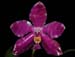 Phalaenopsis_pulchra