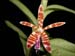 Trichoglottis_smithii