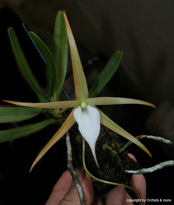 Angraecum_elefantinum