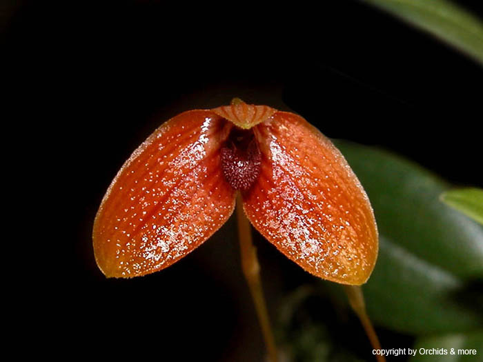Bulbophyllum ovalifolium
