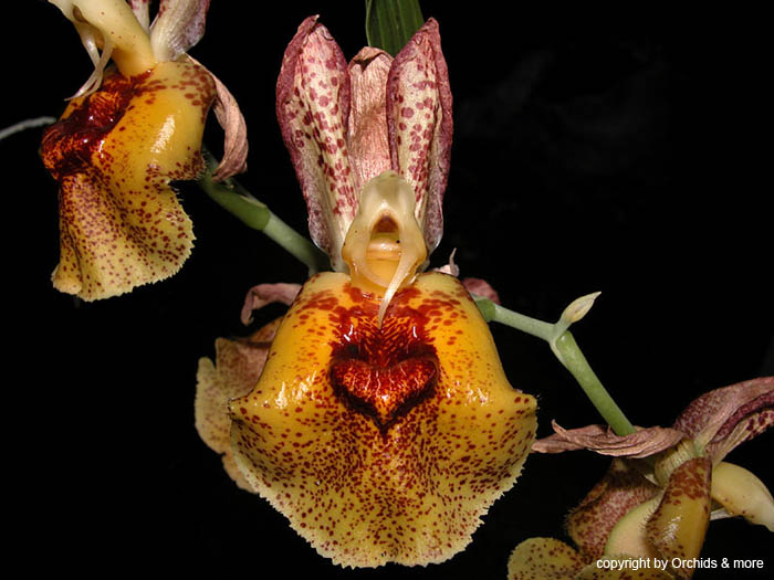 Catasetum_brazil