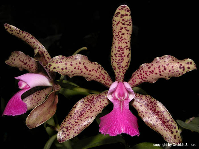 Cattleya_Karol Wojtyla_x_aclandiae