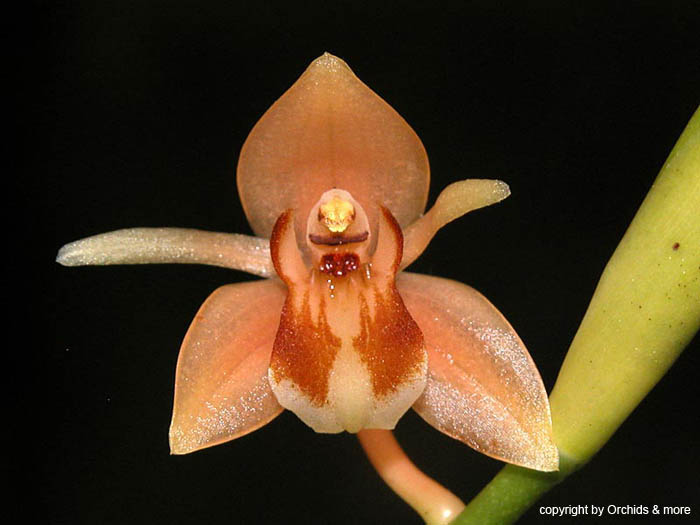 Coelogyne_quinquela3mellata