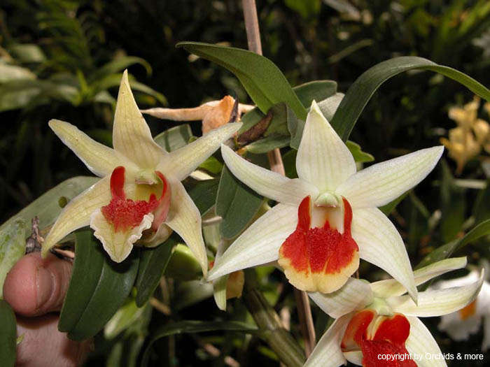Dendrobium_Hsinying_Mareezuki1