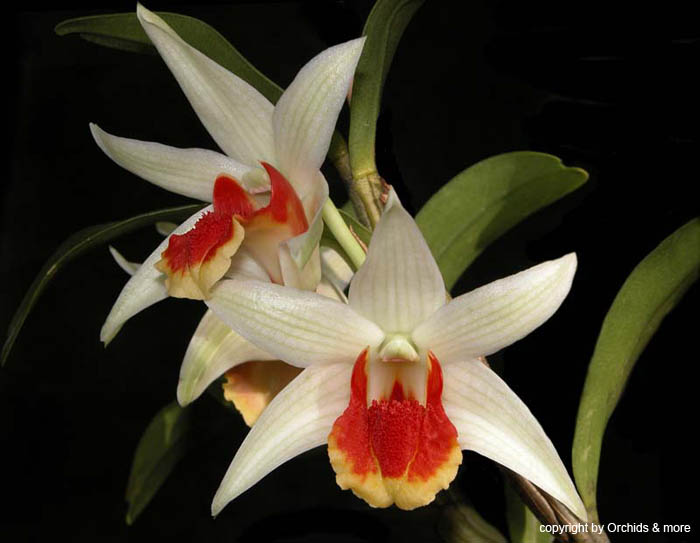 Dendrobium_Hsinying_Mareezuki3