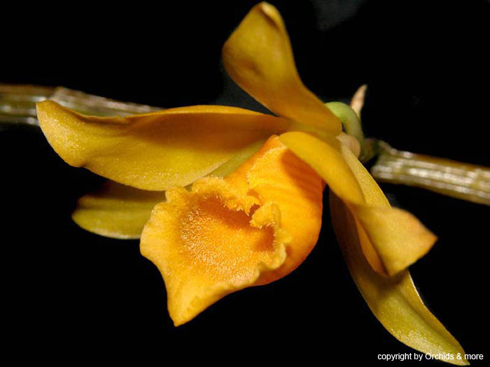 Dendrobium_henryi