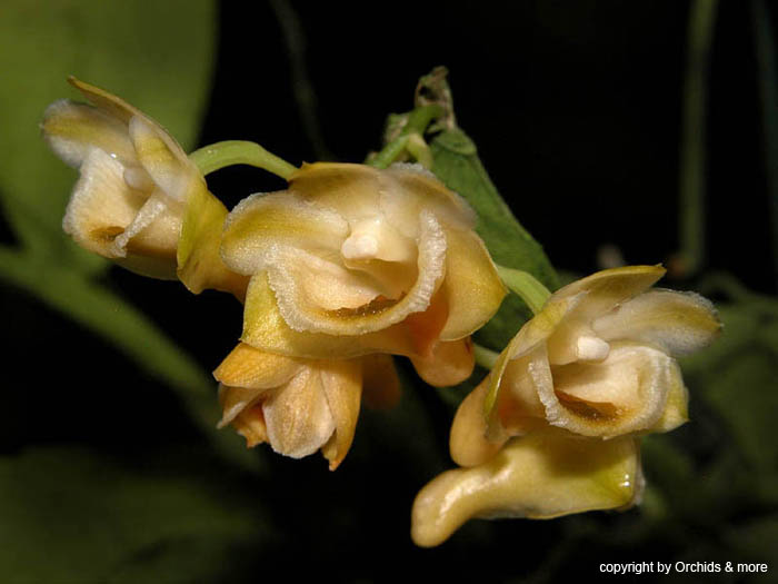 Dendrobium_ypsilon