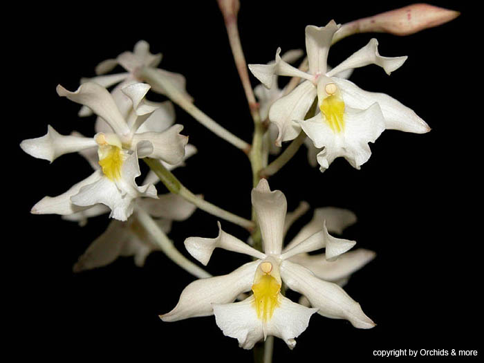 Epidendrum