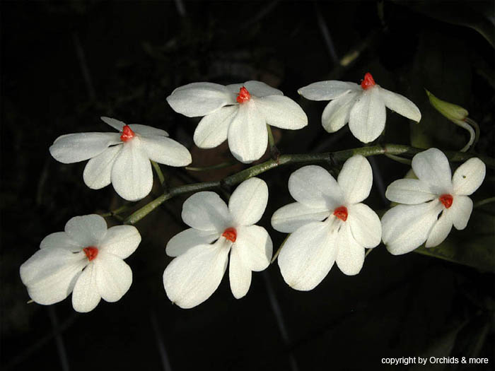 aerangis_rhodosticta