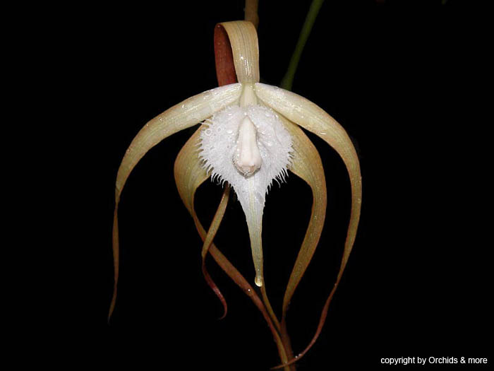 brassavola_cucullata