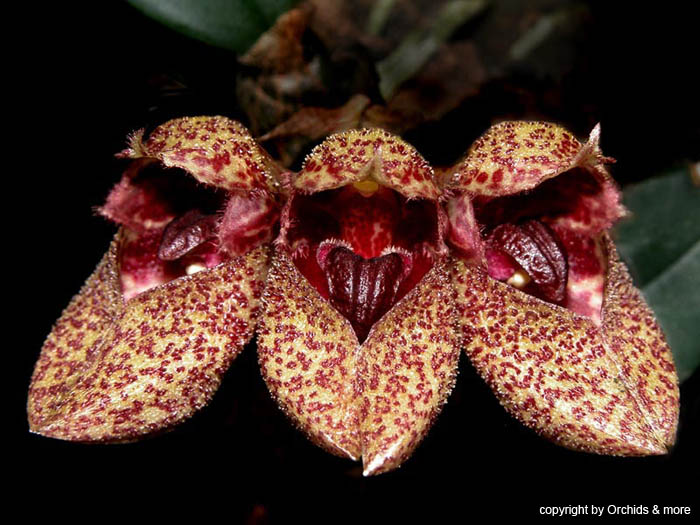 bulbophyllum_frostii3