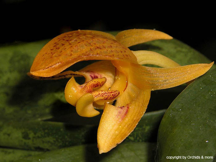 bulbophyllum_microglossum