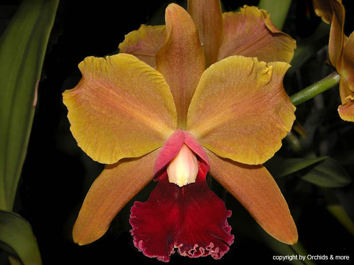 cattleya_Lc.Elisabeth_Fulton