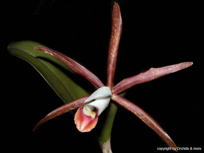 cattleya_araguaiensis