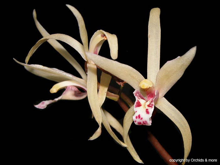 cymbidium_aliciae